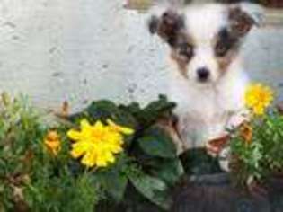 Miniature Australian Shepherd Puppy for sale in Wirtz, VA, USA