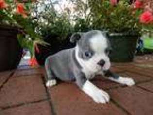 Boston Terrier Puppy for sale in Dayton, OH, USA