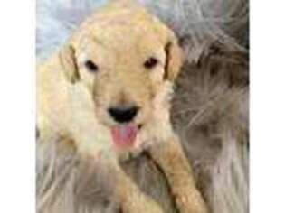 Goldendoodle Puppy for sale in Olive Hill, KY, USA