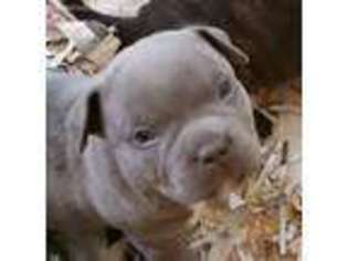 Mutt Puppy for sale in Ocean Gate, NJ, USA