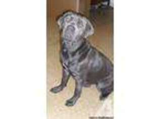 Cane Corso Puppy for sale in CLEVELAND, OH, USA