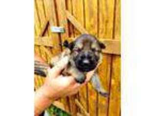 German Shepherd Dog Puppy for sale in New Iberia, LA, USA