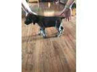 German Shorthaired Pointer Puppy for sale in Kevil, KY, USA