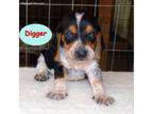 Basset Hound Puppy for sale in Old Town, FL, USA