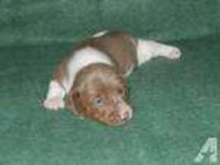 Dachshund Puppy for sale in MARIETTA, OK, USA