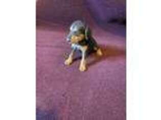Airedale Terrier Puppy for sale in Madison Heights, VA, USA
