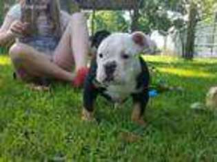 Olde English Bulldogge Puppy for sale in Pearland, TX, USA