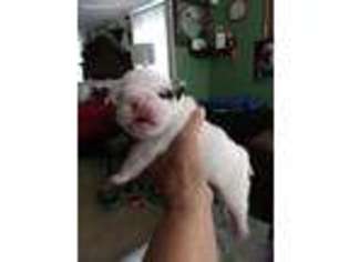 Bulldog Puppy for sale in Smithville, TN, USA
