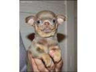 Chihuahua Puppy for sale in Frisco, TX, USA
