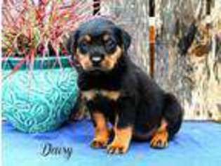 Rottweiler Puppy for sale in Neosho, MO, USA