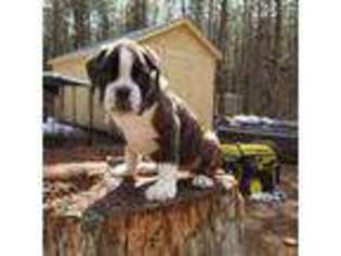 Boxer Puppy for sale in Richfield, UT, USA