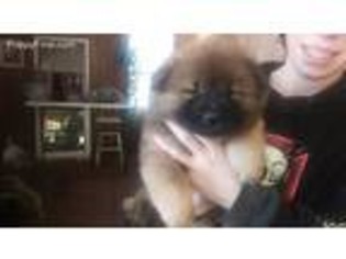 Chow Chow Puppy for sale in Estacada, OR, USA