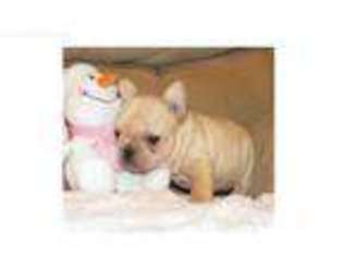 French Bulldog Puppy for sale in Belmont, NC, USA