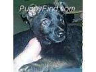 German Shepherd Dog Puppy for sale in Kingsport, TN, USA