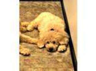 Komondor Puppy for sale in Knoxville, TN, USA