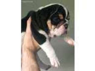 Bulldog Puppy for sale in Andover, MN, USA