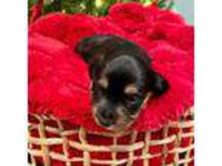 Dachshund Puppy for sale in Stafford, VA, USA