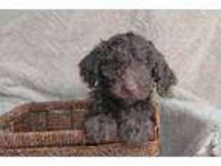 Labradoodle Puppy for sale in SALEM, OH, USA