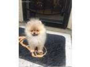 Pomeranian Puppy for sale in Boston, MA, USA