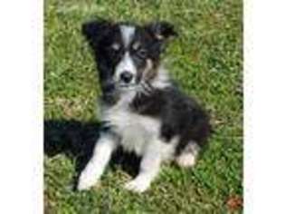 Border Collie Puppy for sale in Hartville, MO, USA