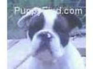 Miniature Bulldog Puppy for sale in FOREST LAKE, MN, USA