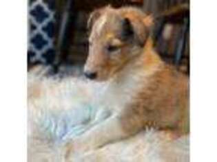 Collie Puppy for sale in Plato, MN, USA