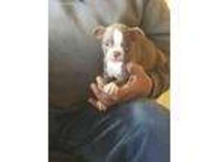 Boston Terrier Puppy for sale in Alvord, TX, USA