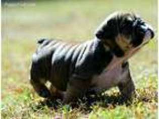 Bulldog Puppy for sale in Pilot Mountain, NC, USA
