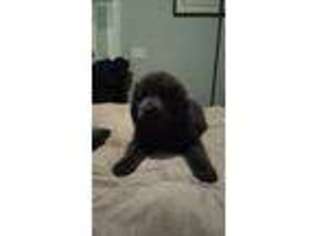 Newfoundland Puppy for sale in Coinjock, NC, USA
