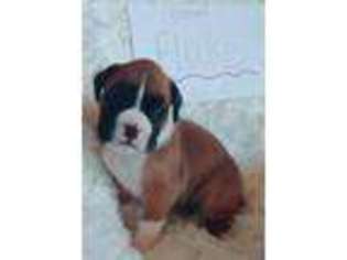 Boxer Puppy for sale in Lincoln, NE, USA