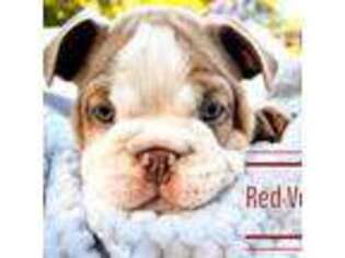 Bulldog Puppy for sale in Hopatcong, NJ, USA