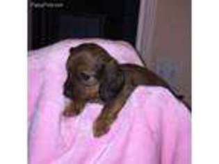 Dachshund Puppy for sale in Alvarado, TX, USA