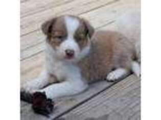 Border Collie Puppy for sale in Douglass, KS, USA