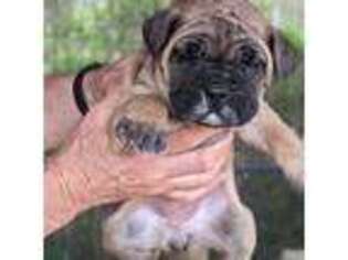 Cane Corso Puppy for sale in Taylorsville, NC, USA