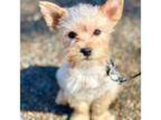 Yorkshire Terrier Puppy for sale in Clifton, NJ, USA