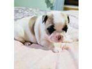 French Bulldog Puppy for sale in Edwardsburg, MI, USA