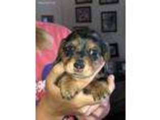 Dachshund Puppy for sale in Quitman, TX, USA