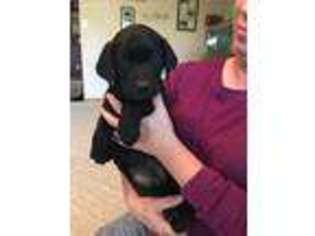 Labrador Retriever Puppy for sale in Clarksburg, MO, USA