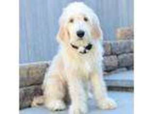 Goldendoodle Puppy for sale in Peoria, IL, USA