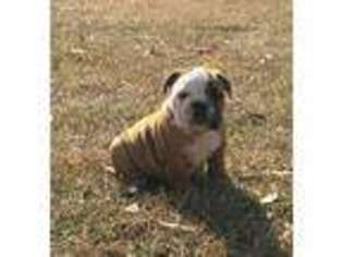 Bulldog Puppy for sale in Bogue Chitto, MS, USA