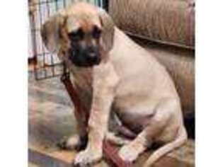 Mastiff Puppy for sale in Hephzibah, GA, USA