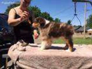 Australian Shepherd Puppy for sale in Dyersburg, TN, USA