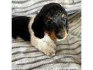 Dachshund Puppy for sale in Lompoc, CA, USA