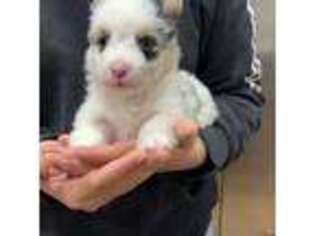 Pembroke Welsh Corgi Puppy for sale in Stedman, NC, USA