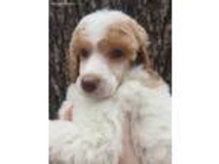 Mutt Puppy for sale in Sunset, TX, USA