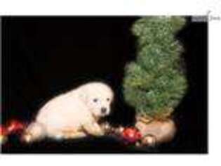 Golden Retriever Puppy for sale in Canton, OH, USA