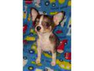 Chihuahua Puppy for sale in Independence, LA, USA