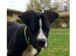 Great Dane Puppy for sale in Provo, UT, USA