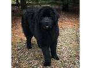 Newfoundland Puppy for sale in Albany, NY, USA