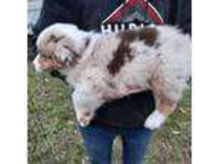 Australian Shepherd Puppy for sale in Wolcott, NY, USA
